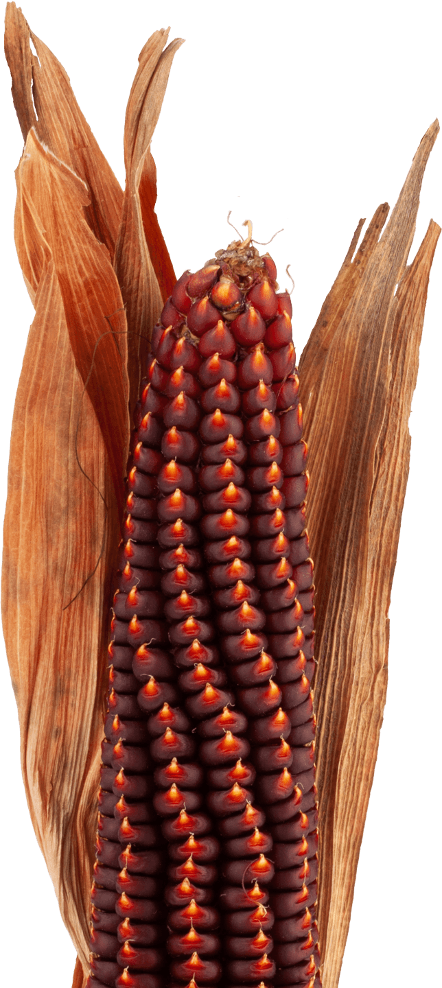 ca-di-lene-pannocchiapng